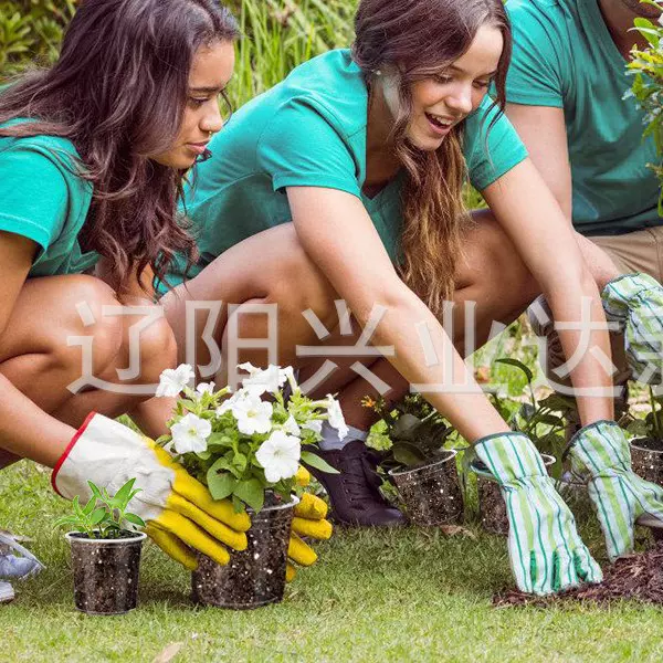 透明花盆塑料花盆育苗盆3.5英寸5英寸6英寸7英寸厂家批发育苗盆