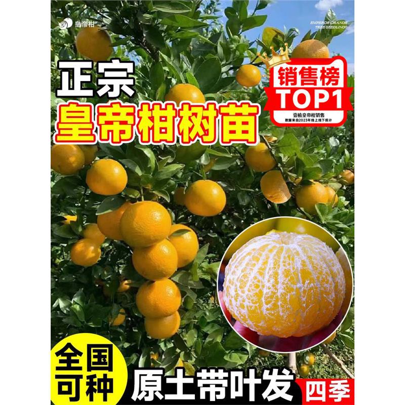 正宗皇帝柑树苗纯甜带果南方北方种植地栽砂糖无核广西红光脐橙苗