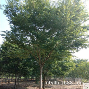 �Θ���ͥԺ��·�������̾G�����е�����t�Θ������ձ��Θ��辰