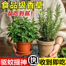 �����~���Կ�ʳ���k���҃�ˮ��ֲ�ﻨ�������̨С�Gֲ���B�׻��