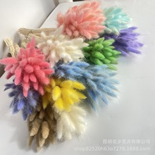 干花花束兔尾草家居装饰干燥彩色狗尾巴草云南干花批发白色兔尾草