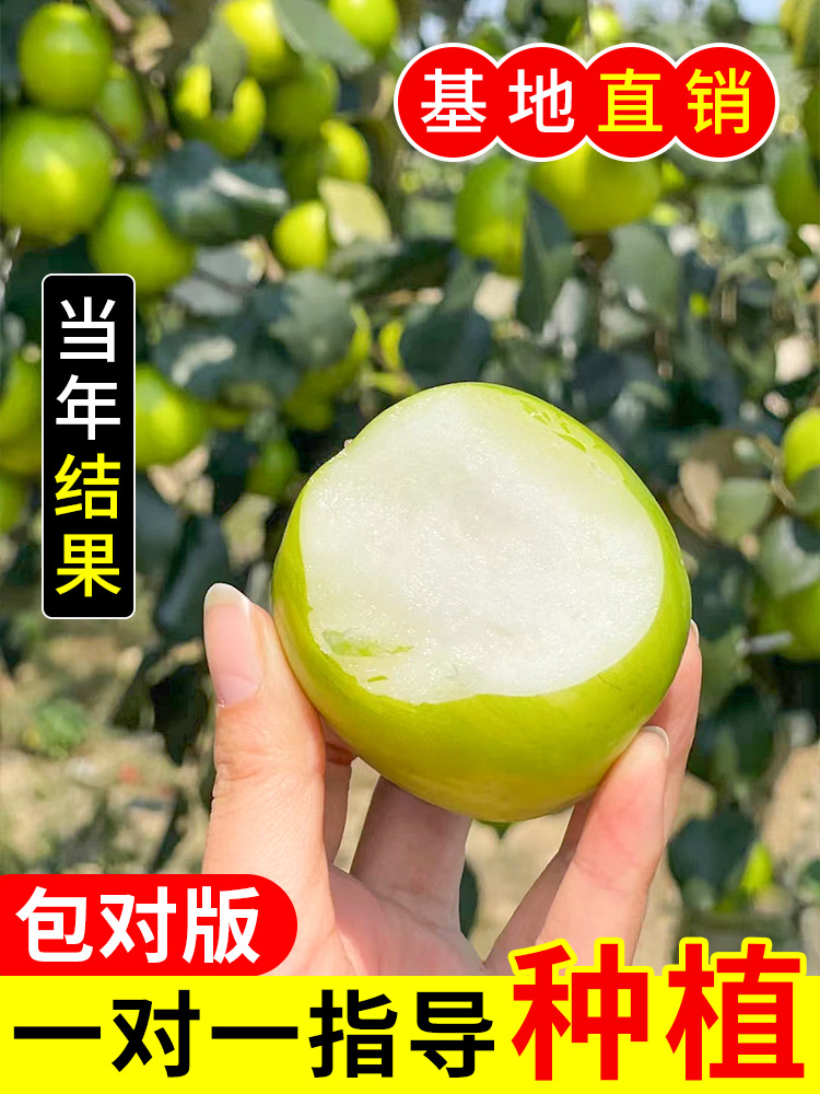 嫁接枣树活苗特大冬枣特大葫芦枣树果树果苗北方南方种植庭院盆栽