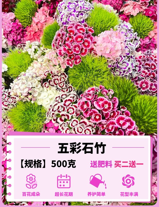 ヨーロピアンコスモスの花の種子は耐寒性の低生のカラフルなコスモスの花の種子で、ベランダ、中庭、屋内外で四季を通じて播種して開花させることができます。|undefined
