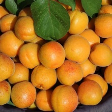 2025�����r��̫ꖴ��S�ӑ����������ӬFժ�ЋDˮ��һ�������l���]