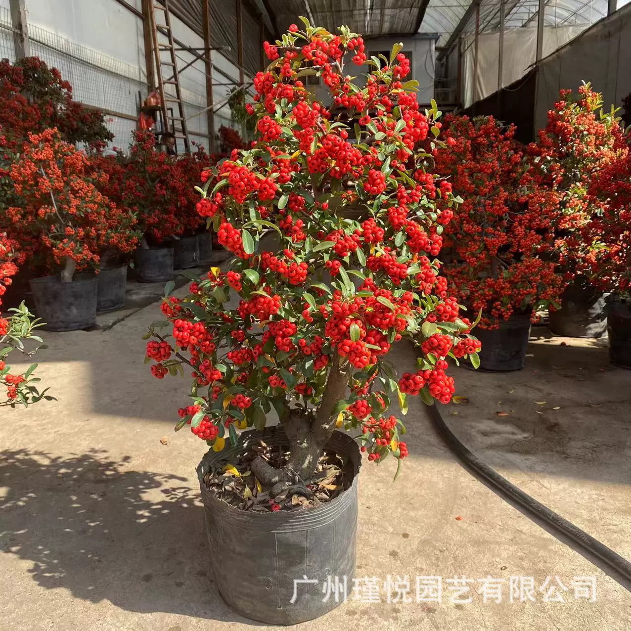 高品质室内盆栽富贵籽年宵花节日装饰盆景火棘树观果绿植基地批发