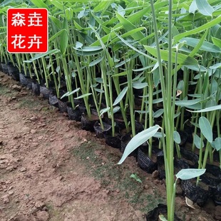 Zaili Flower Hydroponic Plants, Pond, Riverside, Aquatic Greening Plants and Florals, Complete Variety of Zaili Flower Cup Seedlings