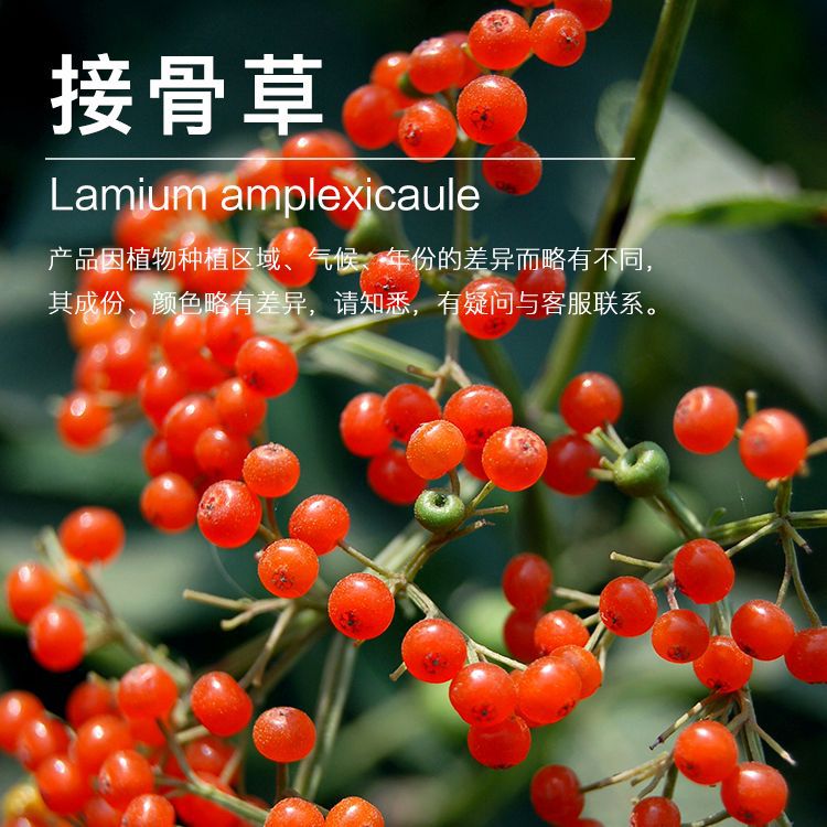 �򻨹�Ӧ�ӹǲݾ��� ����ӹǲ�  �ݱ�ֲ�ﾫ��������ӭ��ѯ�ɹ�