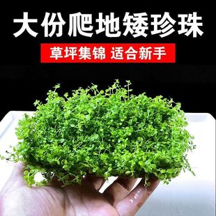 Prospect Grass Climbing Dwarf Pearl Mini Cow Hair South American Grass Landscaping Decoration Oxygenated Green Plants Novice Aquatic Plants