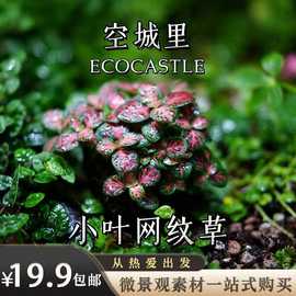 「空城里」网纹草微景观苔藓蕨类植物diy瓶造景桌面绿植装饰