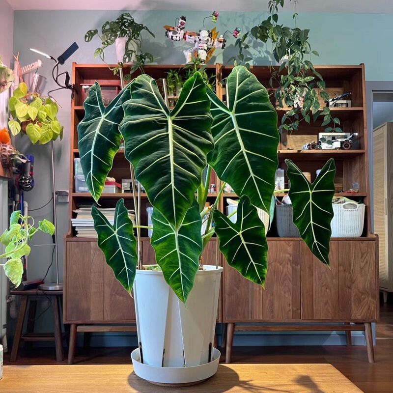 Green Swan Alocasia Velvet Leaf Rare Premium Imported Indoor Balcony High-Value Hot Plant Beginner's Green Plant Potted Plant Green Swan Alocasia Velvet Leaf Rare Premium Imported Indoor Balcony High-Value Hot Plant Beginner's Green Plant Potted Plant