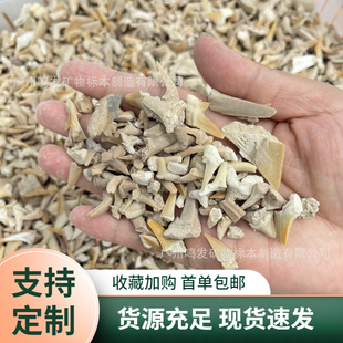 Factory in stock wholesale shark tooth broken tooth fossil natural marine life Popular Science teaching specimen diy material