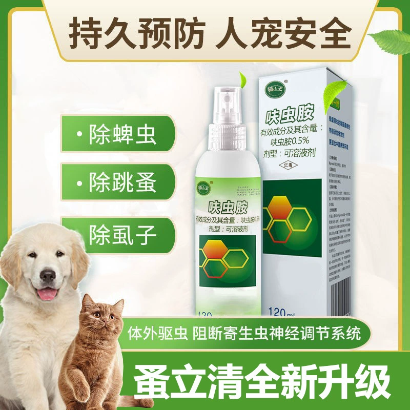 Кошачий король Блоха Лицин Домашние животные