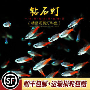 �ʯ���~ˮ�嵭ˮ���~���¼tɏ�޺���~���ϲ��~Ⱥ��С�͟��~���w