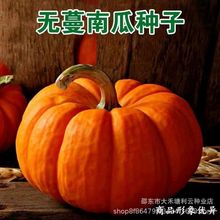 无蔓南瓜种子粉糯香甜栗南瓜板栗味甜面南瓜种籽窝瓜南瓜品种大全