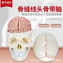头骨附脑模型 人体头颅骨大脑神经科颅脑解剖 骨缝线头骨附脑模型