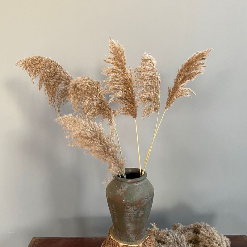 Small Reed Reed Reed Dried Flower Real Flower Wholesale Cafe Soft Decoration Decoration Wedding Reed Photo Props
