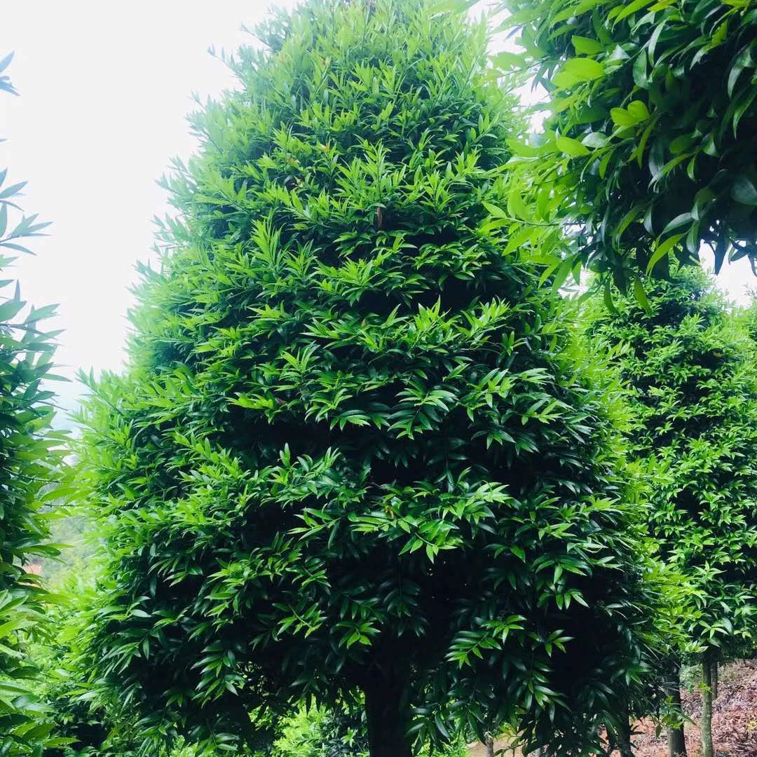 [Оптовая продажа] Цикада 10см Большие фрукты Цикада Цикадовое дерево Цикадовые семена Цикадовые рассада Цикада 5cm