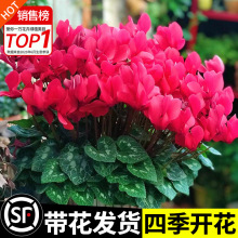 仙客来盆栽花苗兔耳花四季开花耐寒好养大花阳台室内花卉蝶衣花