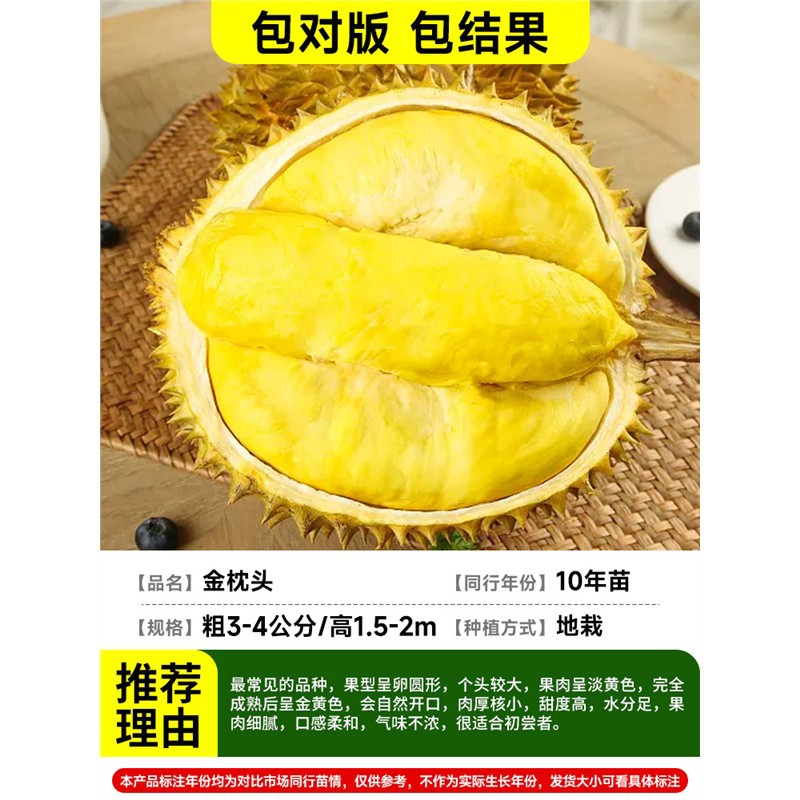 [마당 별장 추천] (두께 3-4cm / 높이 1.5-2m) 태국-황금베개 두리안 (10년근 모종이 1개 열매를 맺습니다)