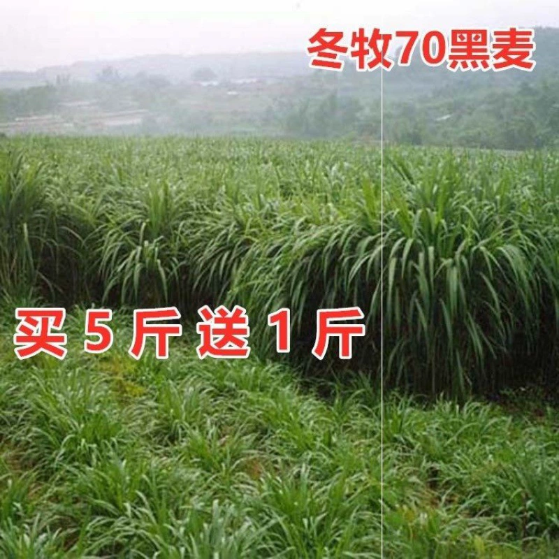 Кормовые семена Многолетние зимние Му 70 ржаных семян для выпаса Sugodan Корм для крупного рогатого скота за четыре сезона