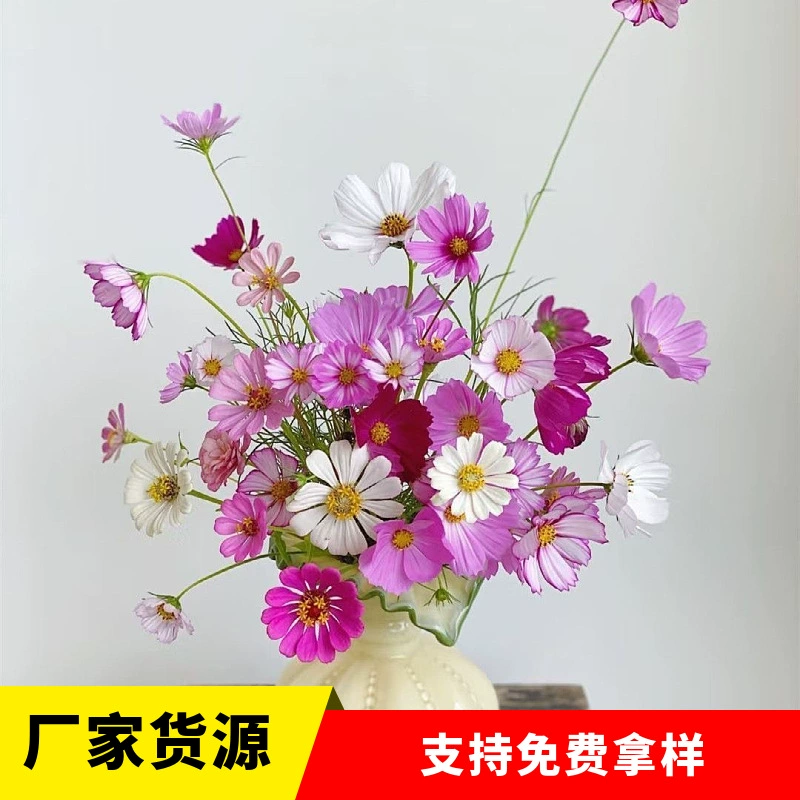 Оптовые семена космоса, семена низкорослого космоса, семена высокого цветного космоса, семена восьмикорончатого цветка сливы, легко выращиваются.