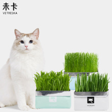 小麦草种子 小麦草种子品牌 图片 价格 小麦草种子批发 阿里巴巴