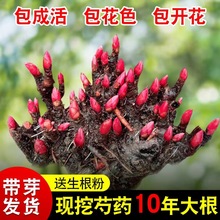 重瓣种根盆栽开花根块庭院芍药花苗四季花卉植物带芽阳台鲜花绿植