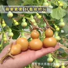 原装特小葫芦种子手捻葫芦种子阳台观赏文玩金色葫芦四季播小葫芦