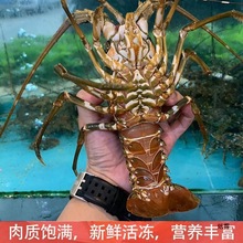 【2斤起拍】冰鲜波士顿龙虾帝王蟹鲜活冷冻波斯顿大龙虾大海鲜