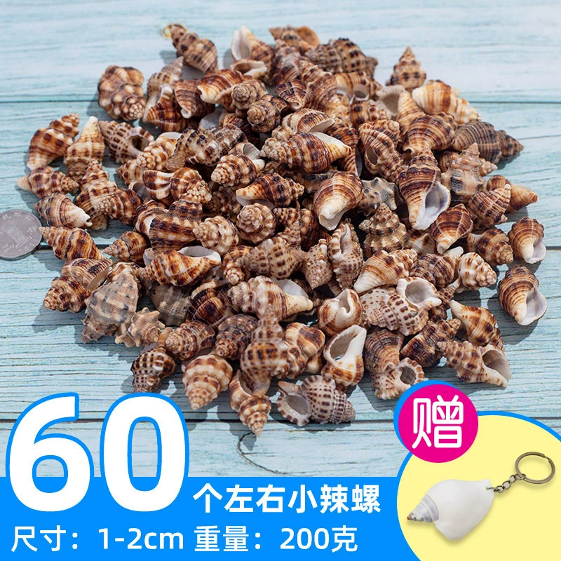 Organic aquarium with shells, aquarium decor, sample handmade