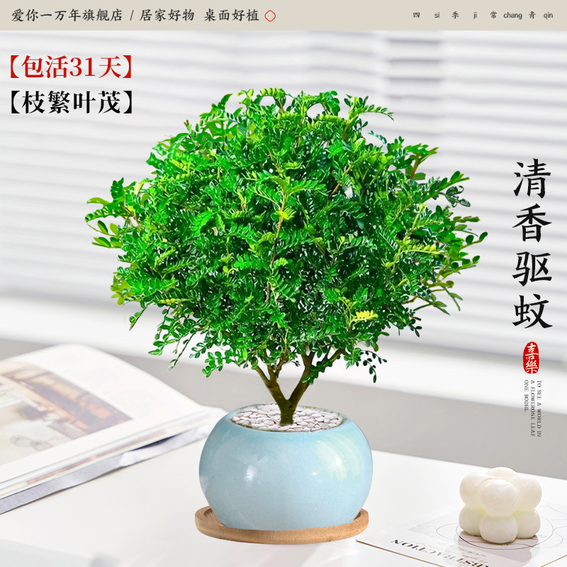 고급 향고추나무 + 얼음유약 하늘색 대야 + 대나무 쟁반 (포장석 + 영양액 포함)