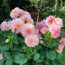 进口大丽花种球重瓣巨型花苗四季庭院地栽阳台盆栽多年生花卉批发