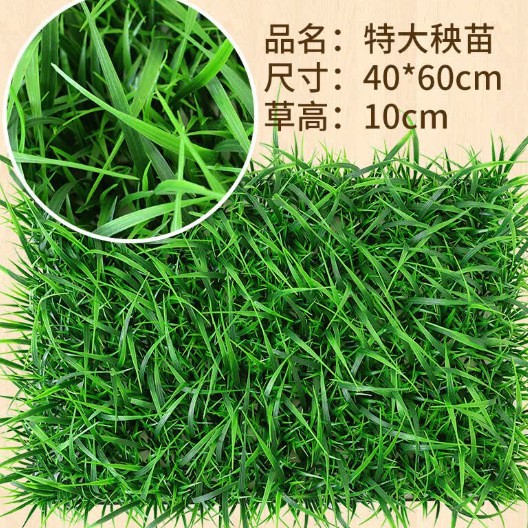 Extra large seedlings