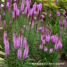 �߱޲ݣ��գ��������޸�ֲ��@�־G���������RͥԺ�e���^�p�Gֲ