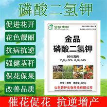 磷酸二氢钾批发400g农业级99%果树花卉叶面肥生根壮苗提苗膨果