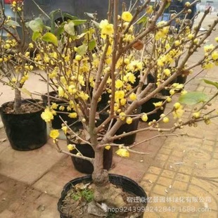 ÷������ԭ���D÷ͥԺ�G�������_�������ͻ��������D÷���ͺ�����