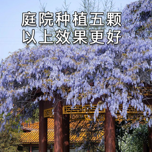 ͥԺ���ٻ�������ֲ�����ٻ������ͺ��̓����ܸߙn�L�����Tǰ���