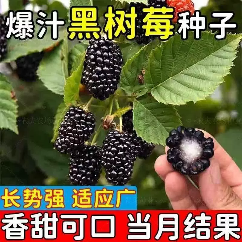 Семена малины в горшках, саженцы шиповника, саженцы черники, саженцы красной сливы, саженцы малины