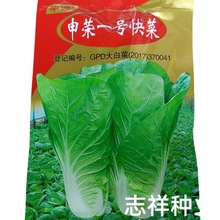 申荣一号快菜种子 四季速生小白菜娃娃菜种子黄心白菜籽40克