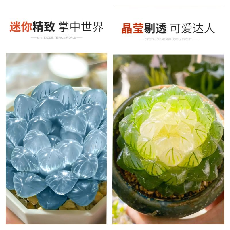 블루 미러 제이드 듀 + 추이윤 브로케이드 제이드 듀 [핫 셀링 추천] 원래 토양과 함께 배송