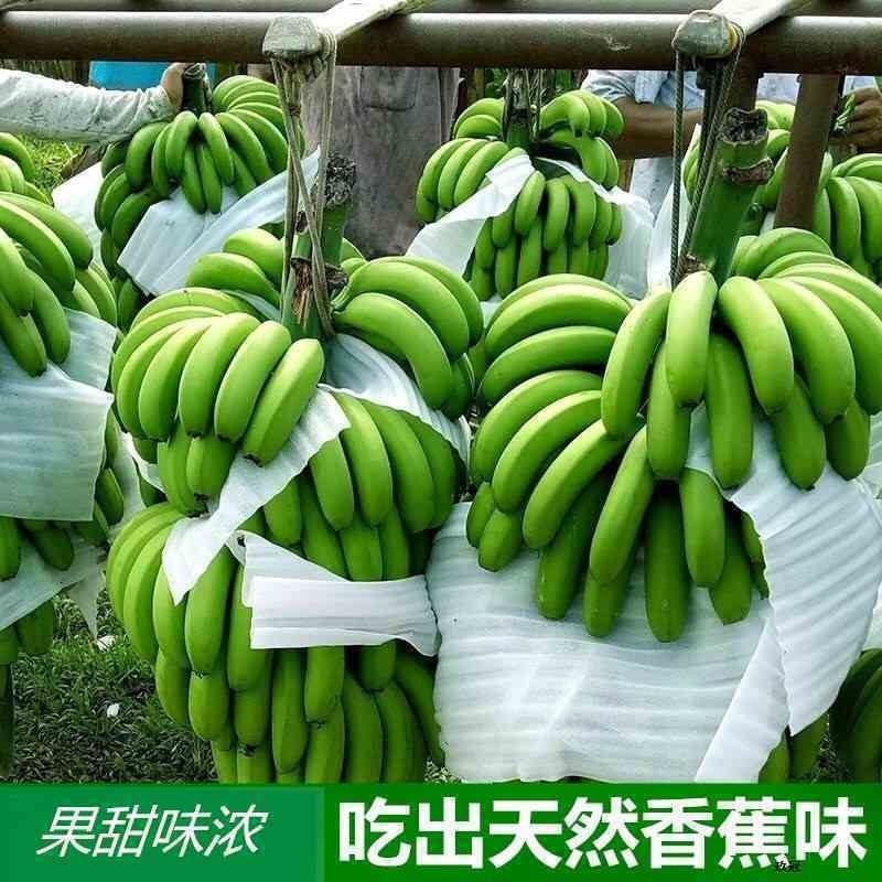 新鲜香蕉云南特产水果应季香蕉包邮云南香蕉现不打药自然熟|ms