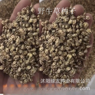 ���l�G���o�²ݷN��Ұţ�ݷN�� Ұţ���ѾG���o�� ���`̤�ͺ�����