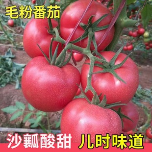 ɳȿ���t���N�������_��˹���ѷN�Ӳ�ݮ�}Ů���������߲˷N�Ӵ�ȫ