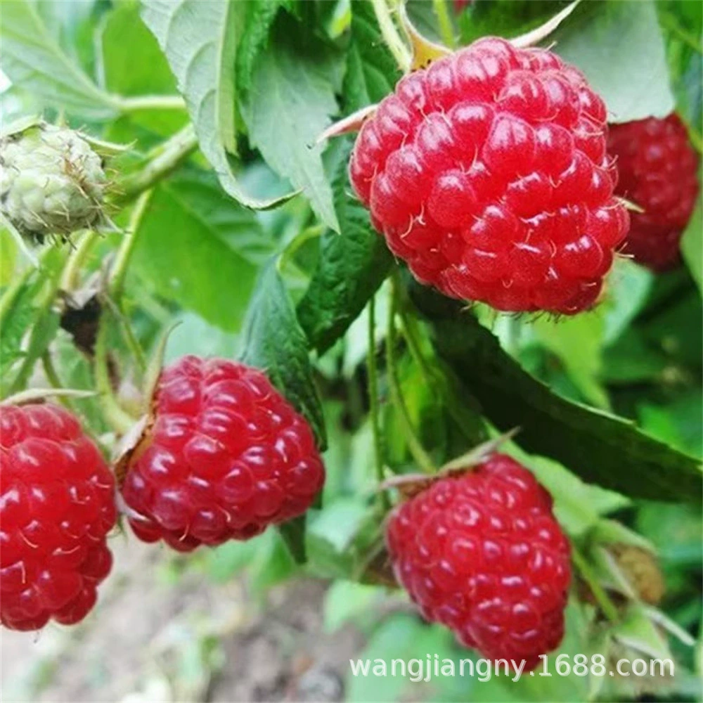 Большая Малина Желтый Черный Малиновая рассада Малина Мульти-железа Rubus Тайские ягоды Рассада в горшке Балкон Фрукты Рассада Двор