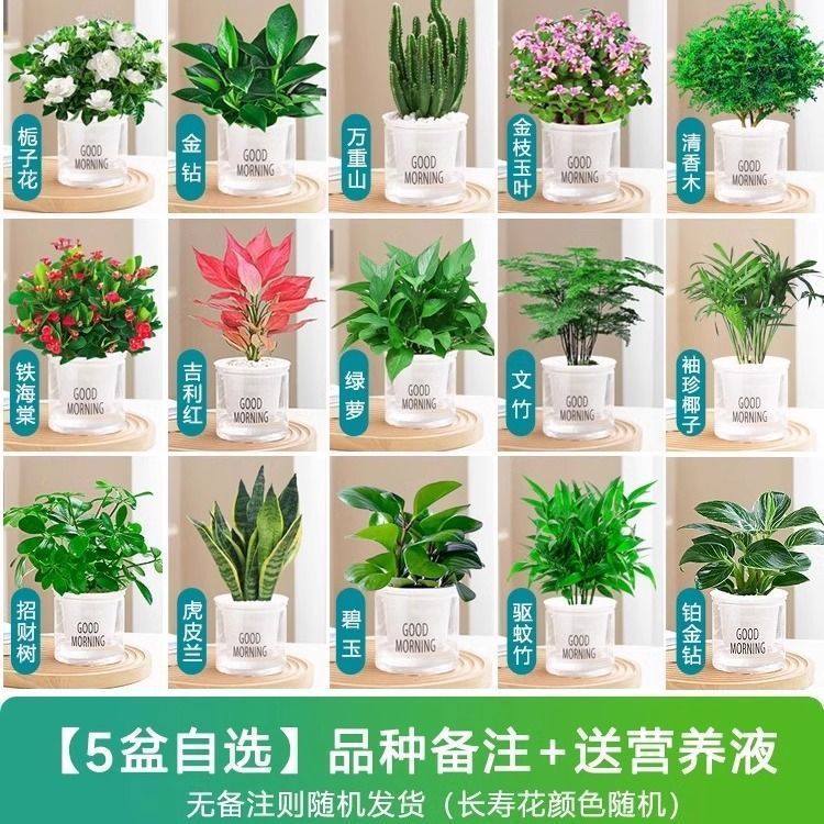 [선택 화분 5개] 녹색 식물 품종 비고/비료