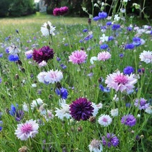 矢车菊花种子四季播种易活开花卉室内外庭院绿化盆栽植物花种籽子