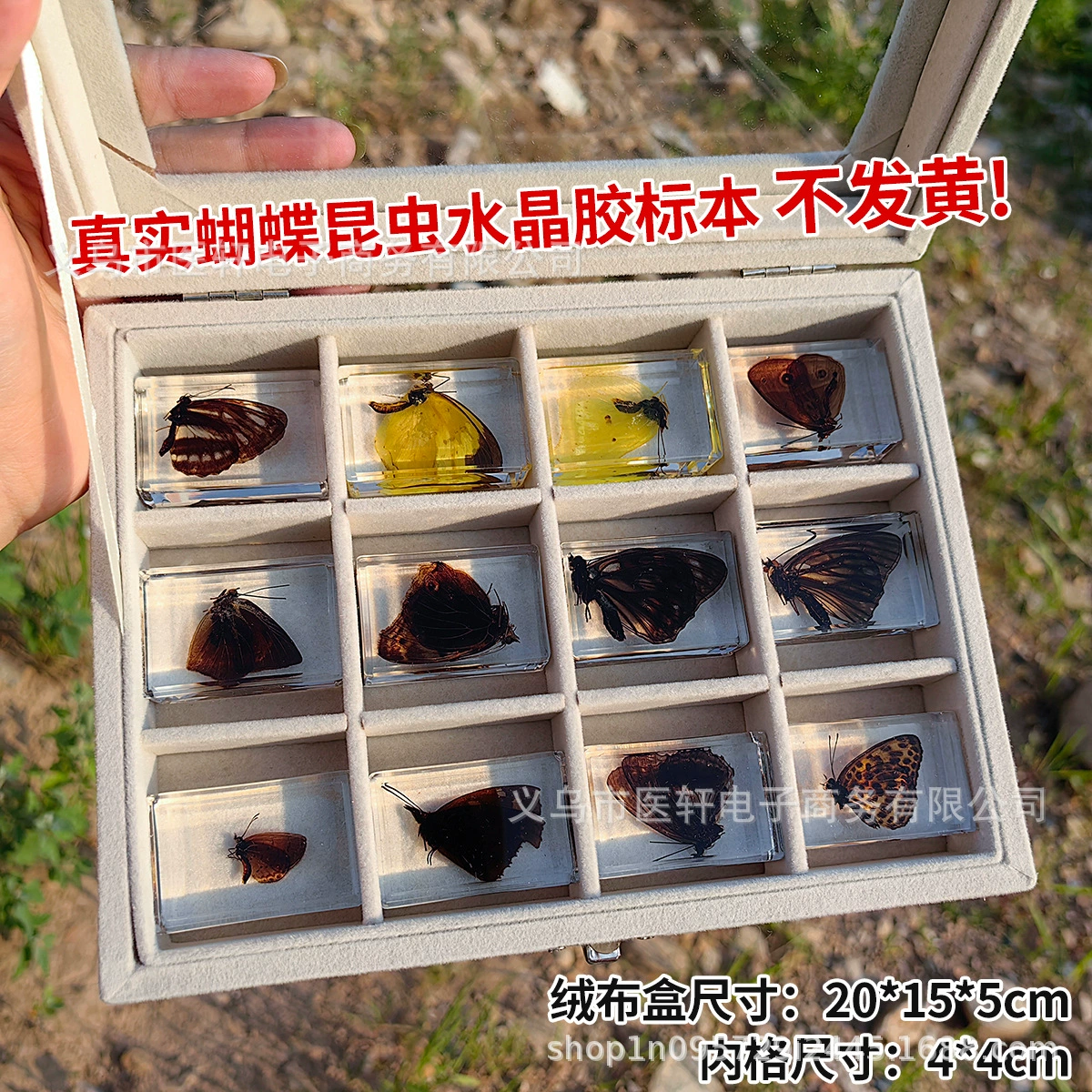 Правда бабочка образец насекомое образец Кристалл Клей прозрачная смола творческий небольшой украшения Детский сад туристические достопримечательности