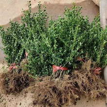 基地直销龟甲冬青色块毛球大小杯等等 质量保证价格公道 量大优惠