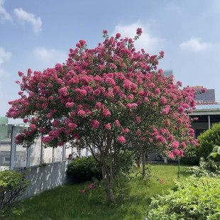 ������ޱ����ع�����t��ޱ�t���ͥԺ�e�����^�G�����ľ