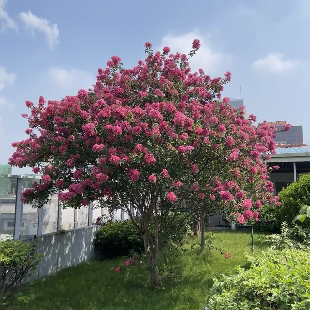 丛生紫薇树基地供应大红紫薇红火箭庭院别墅景观绿化树乔木